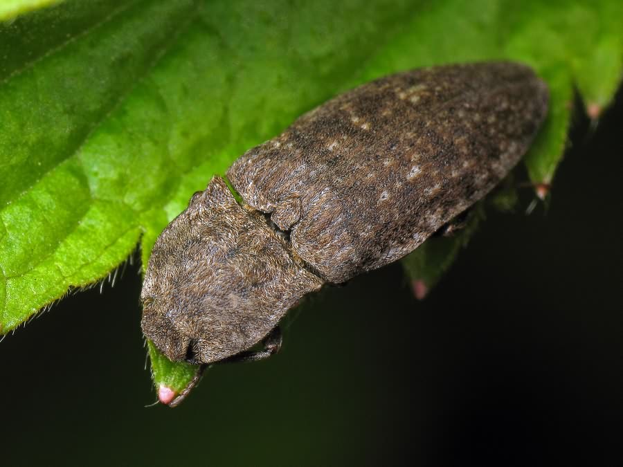 Agrypnus murinus (Linnaeus, 1758)